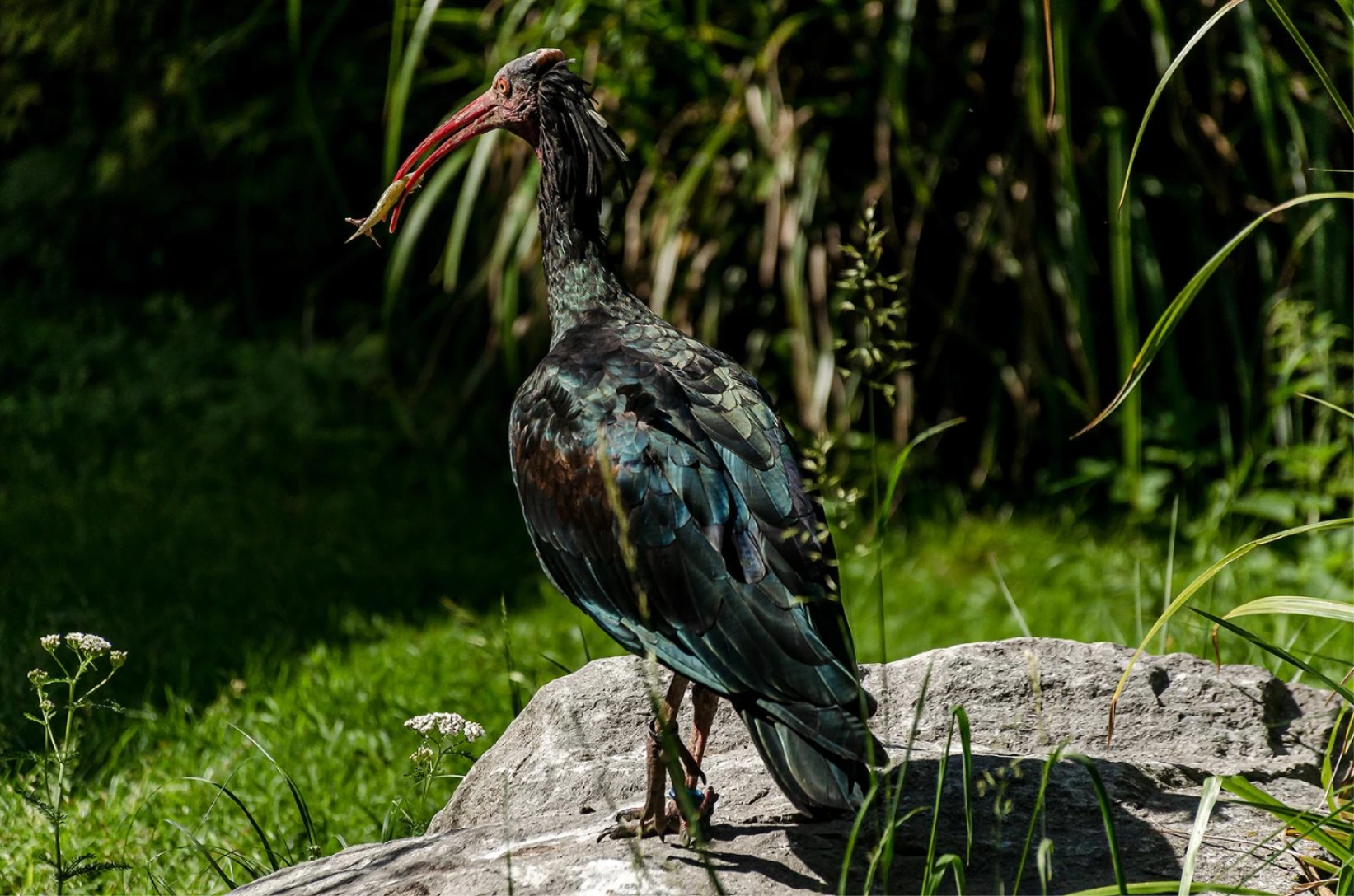 Waldrapp bei der Futtersuche