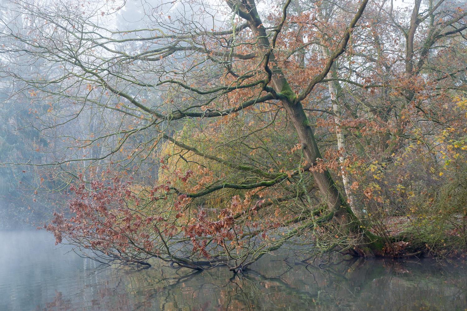 Baum im Nebel