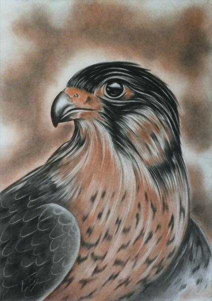 Lois Zimmermann | Falke