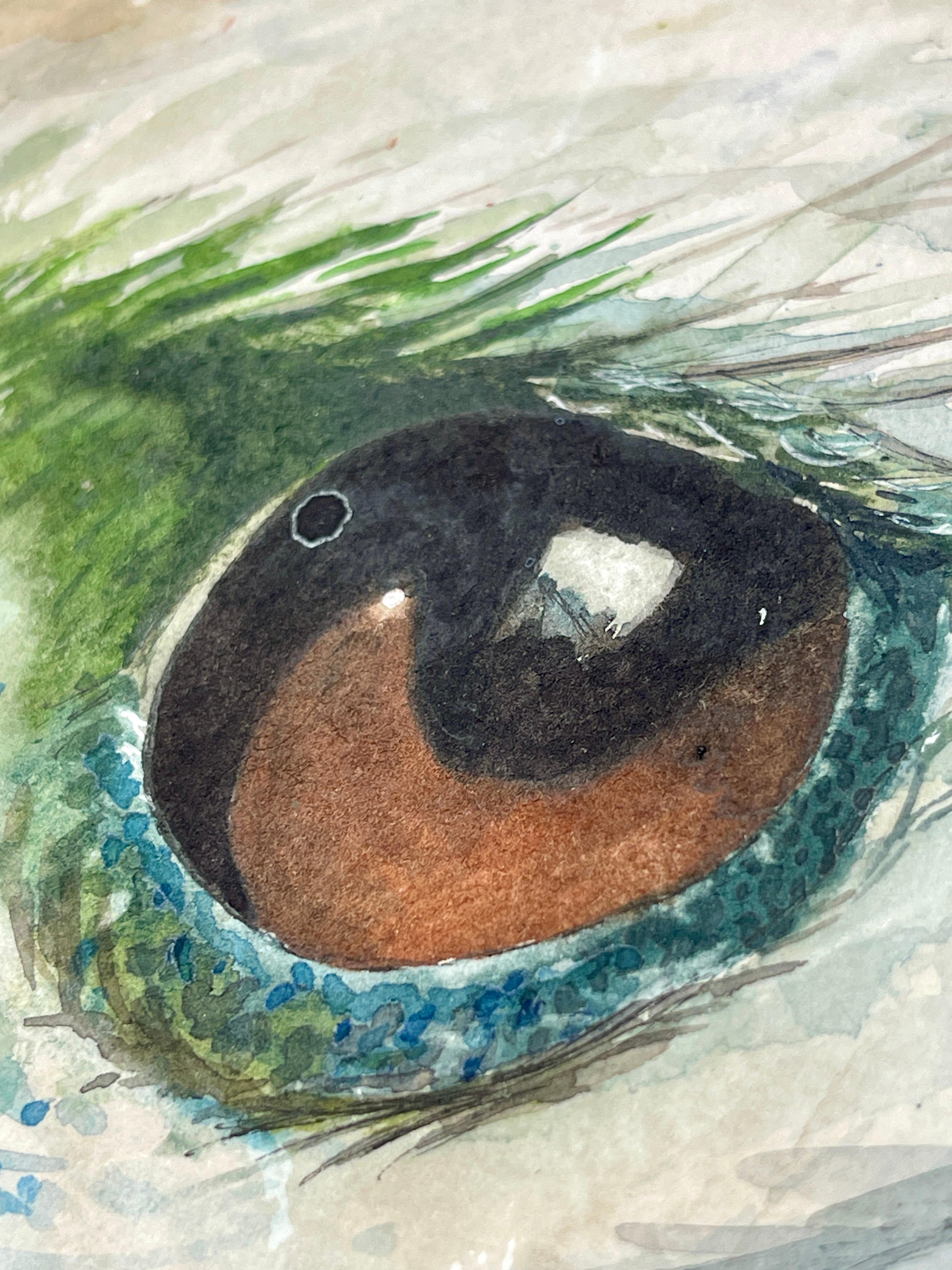 Aquarell Harpyie Greifvogel Surkow Art
Künstler: Paul Surkow
