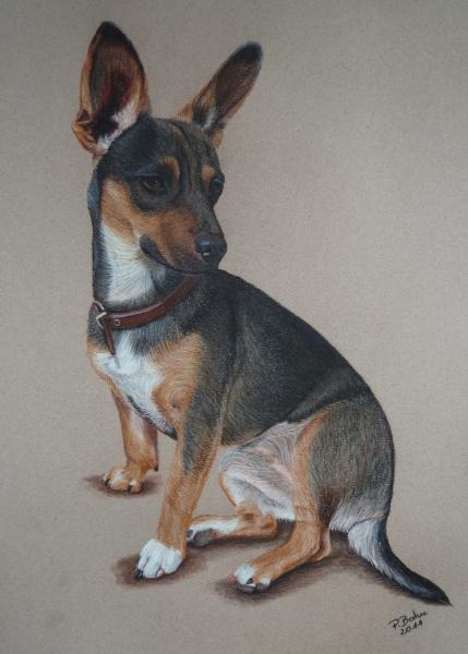 Pastellzeichnung eines Zwergpinscher-Mischlings auf coloriertem Papier.