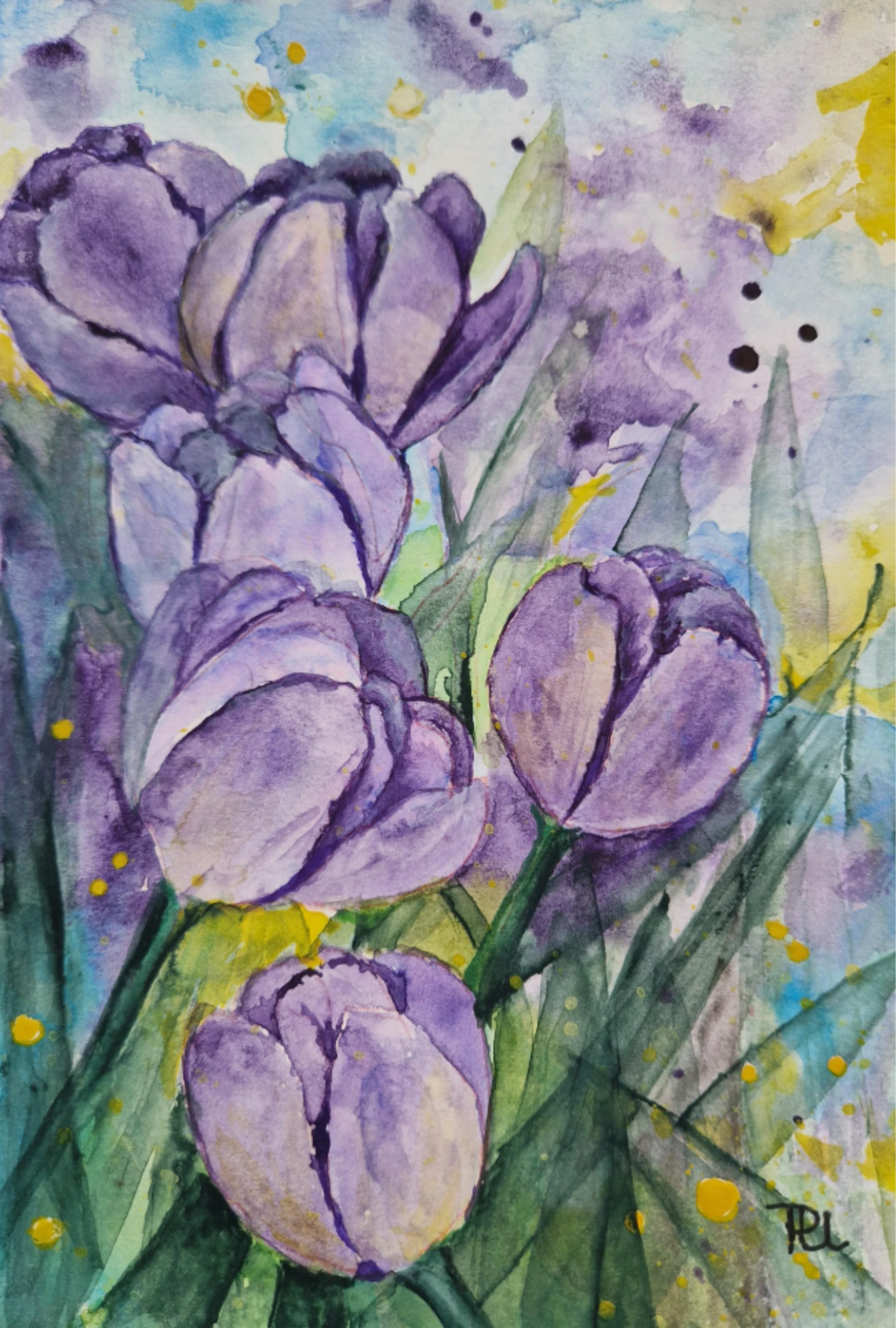 Lila Tulpen