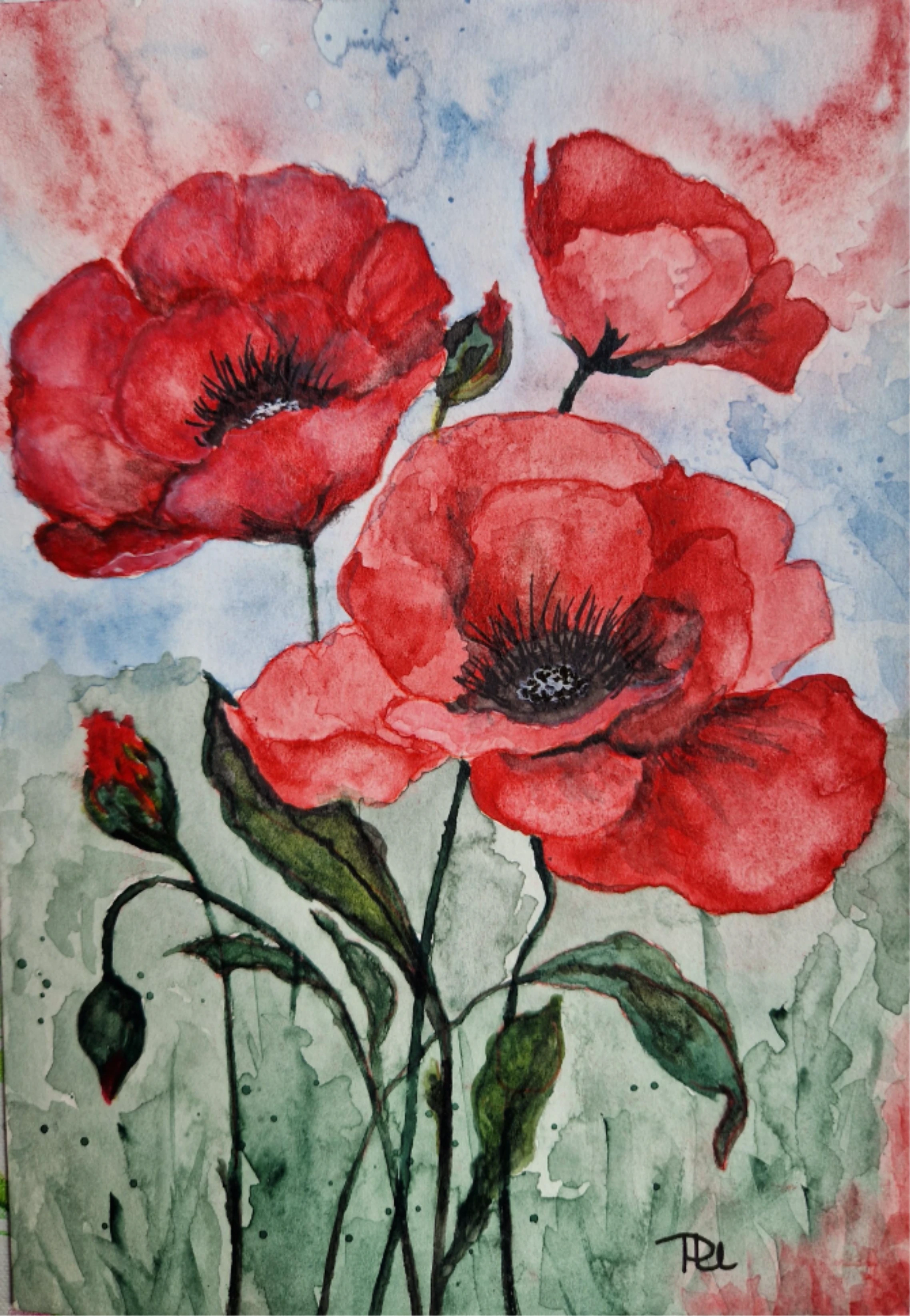 Mohn 301